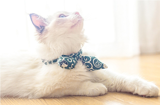 Pet Bow (Adjusted Tie)