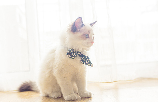 Pet Bow (Adjusted Tie)