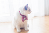 Pet Bow (Adjusted Tie)